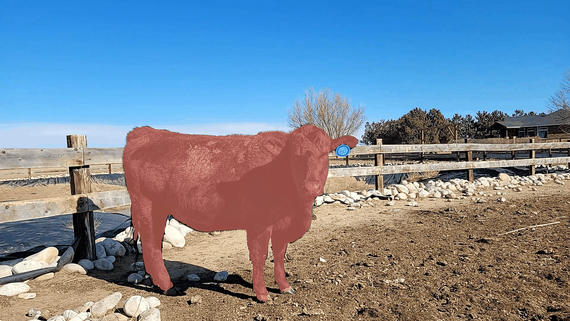 Synthetic 3D Data: Livestock Weight Estimation